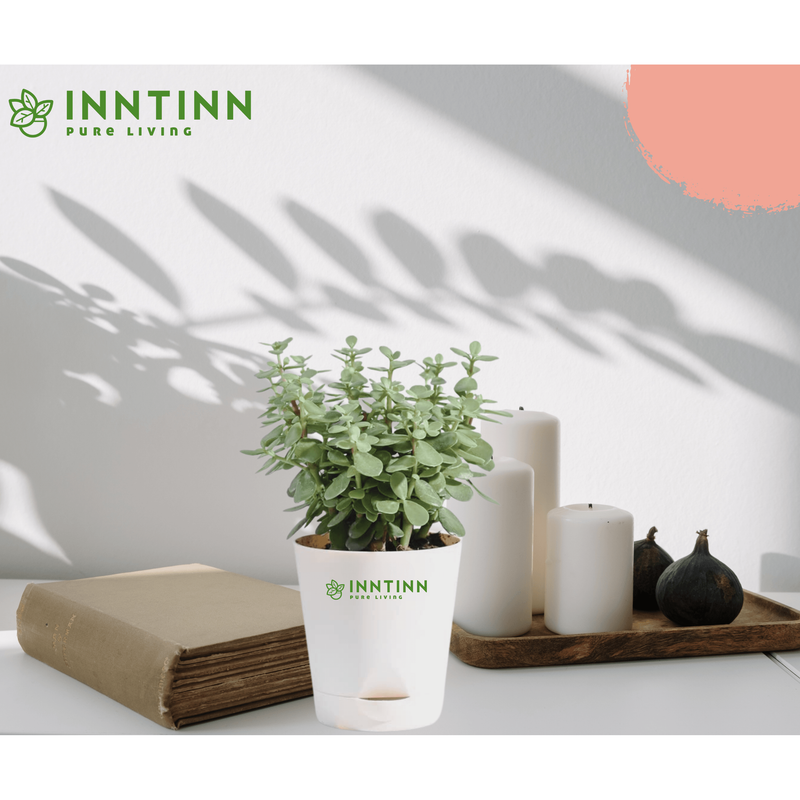 Jade Plant Mini - Inntinn.in