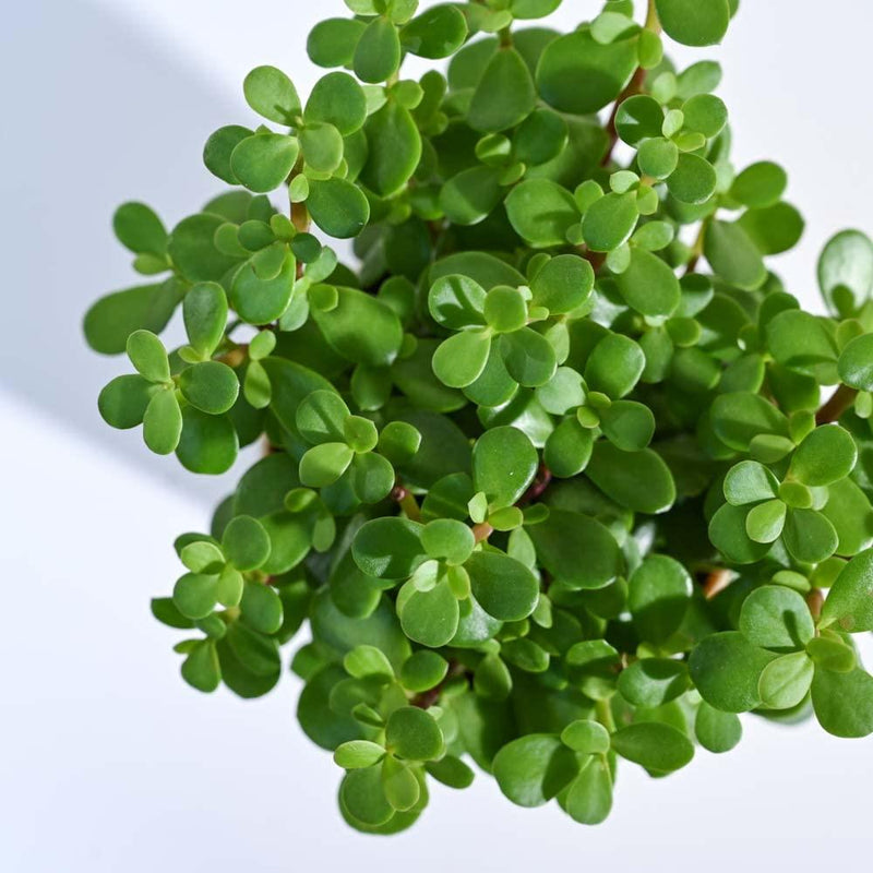 Jade Plant Mini - Inntinn.in