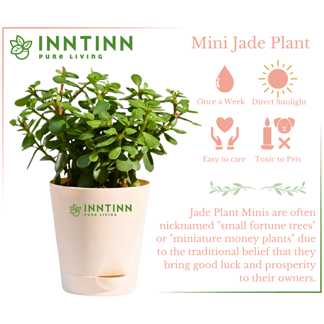 jade plant direct sunlight Jade Plant Mini -Luck & Easy Care Indoor Plant Succulent for Your Home – Inntinn.in