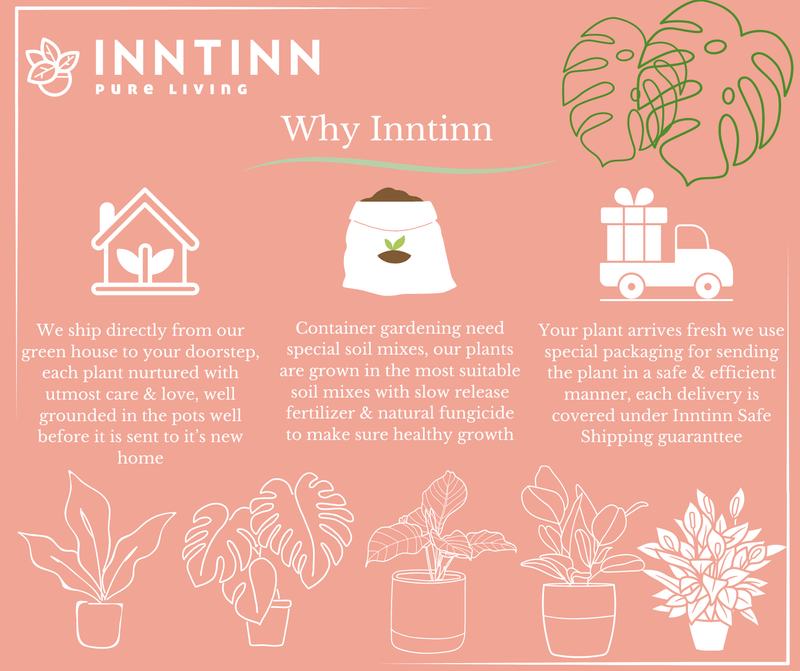 Jade Plant Mini - Inntinn.in