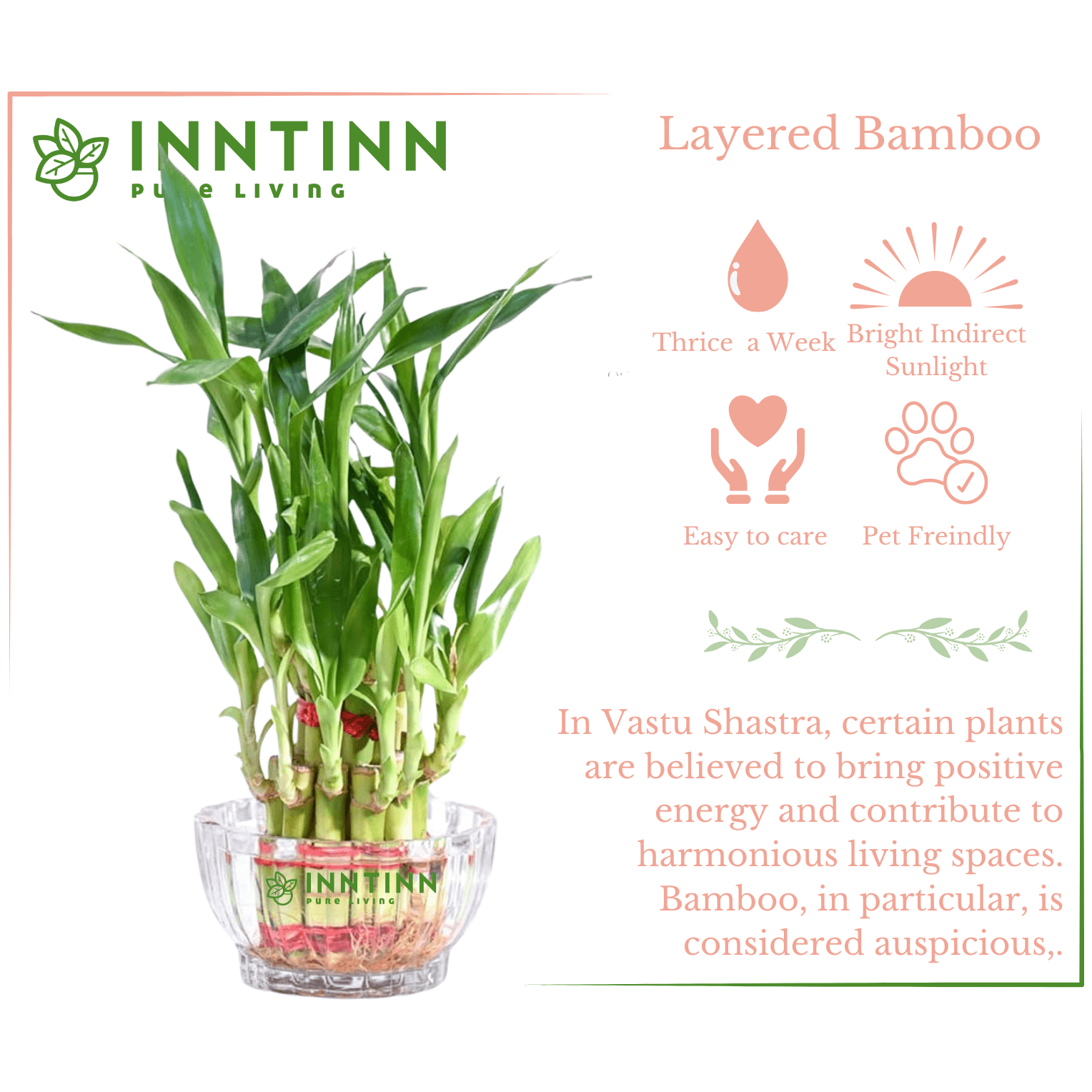 lucky bamboo layers meaning Bamboo Plant