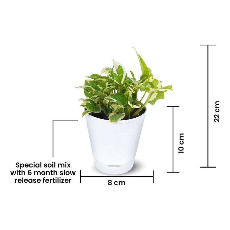 Money Plant Variegated - Inntinn.in