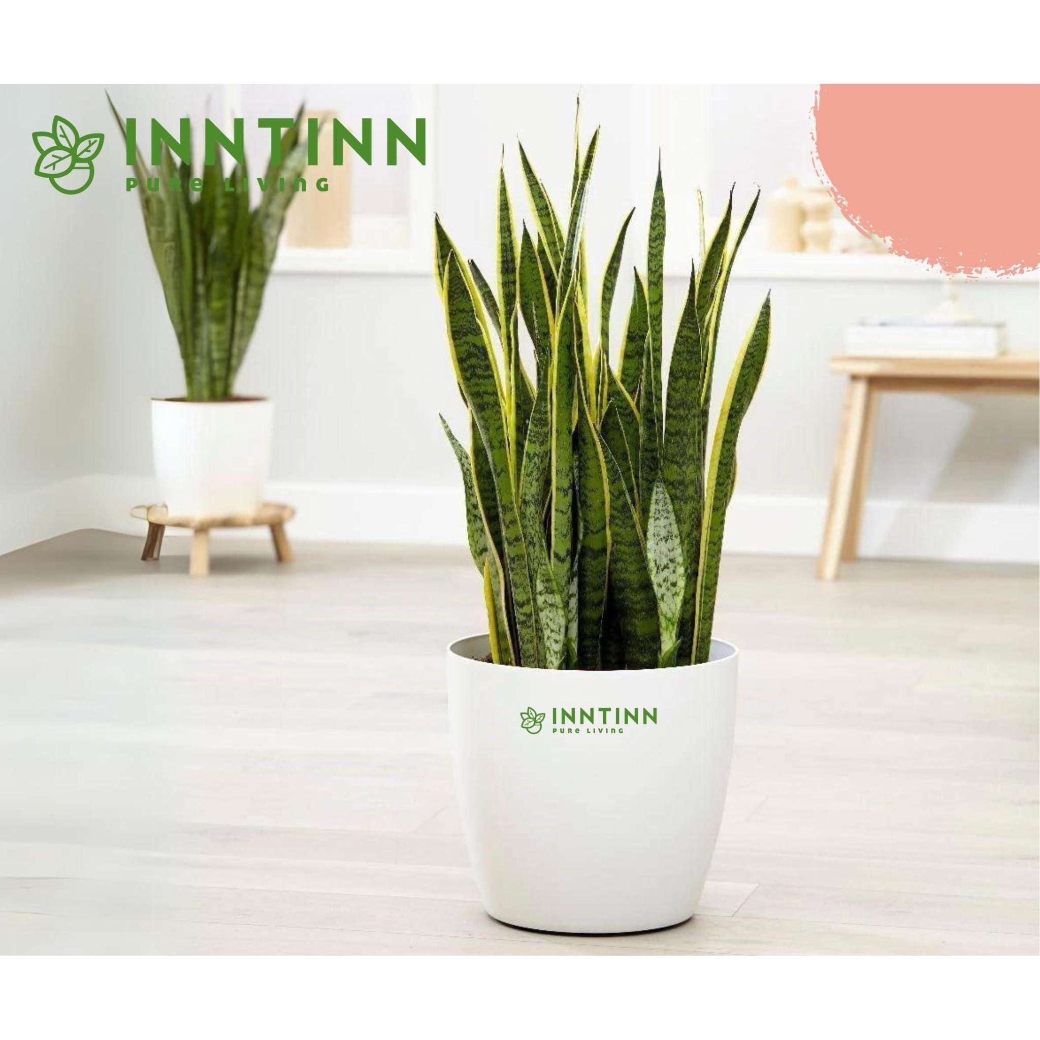 2 Sansevierie Laurentii XL (Lingua Di Suocera) - Piante Grasse Da Interno, Facilissime Da Curare, Alte 55-65 Cm In Vaso Da 17 Cm