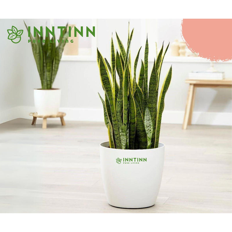 Snake Plant - Sansevieria Laurentii XL - Inntinn.in