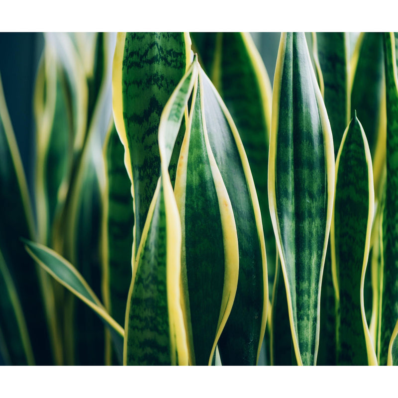 Snake Plant - Sansevieria Laurentii XL - Inntinn.in