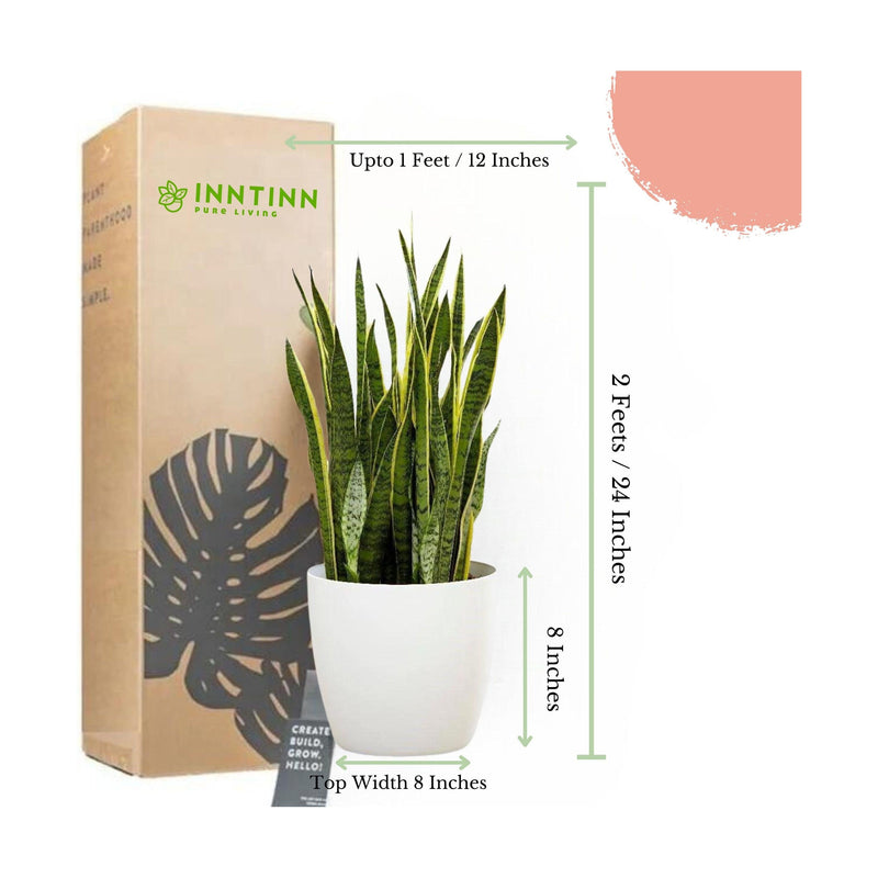 Snake Plant - Sansevieria Laurentii XL - Inntinn.in