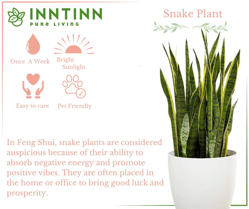Snake Plant - Sansevieria Laurentii XL - Inntinn.in