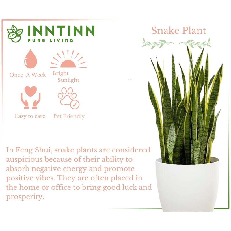 sansevieria xl Snake Plant - Sansevieria Laurentii XL