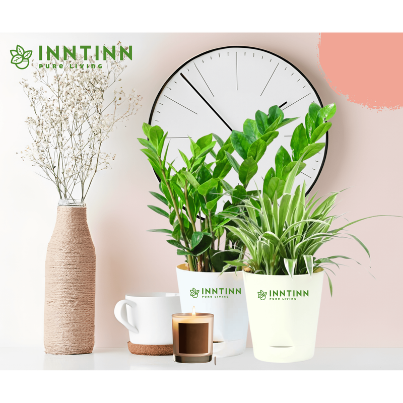 Spider Plant & ZZ Plant Bundle - Inntinn.in