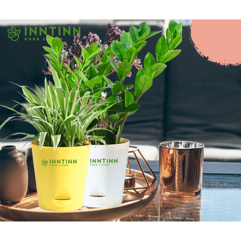 Spider Plant & ZZ Plant Bundle - Inntinn.in