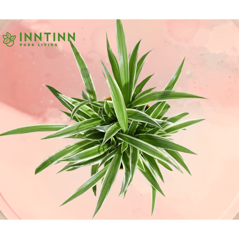 Spider Plant & ZZ Plant Bundle - Inntinn.in