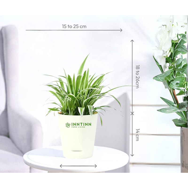 Spider Plant & ZZ Plant Bundle - Inntinn.in