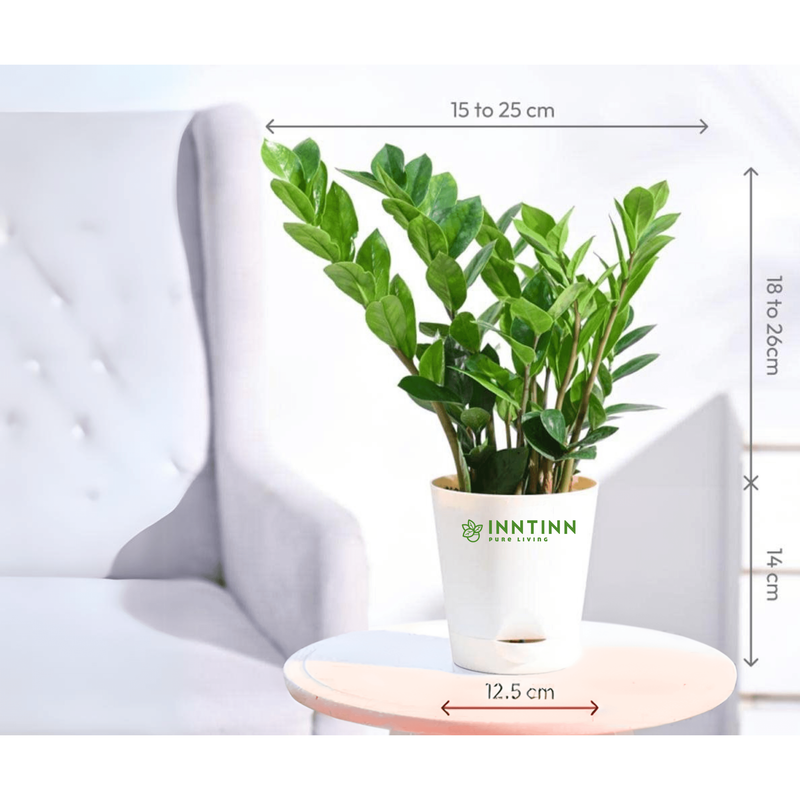 Spider Plant & ZZ Plant Bundle - Inntinn.in