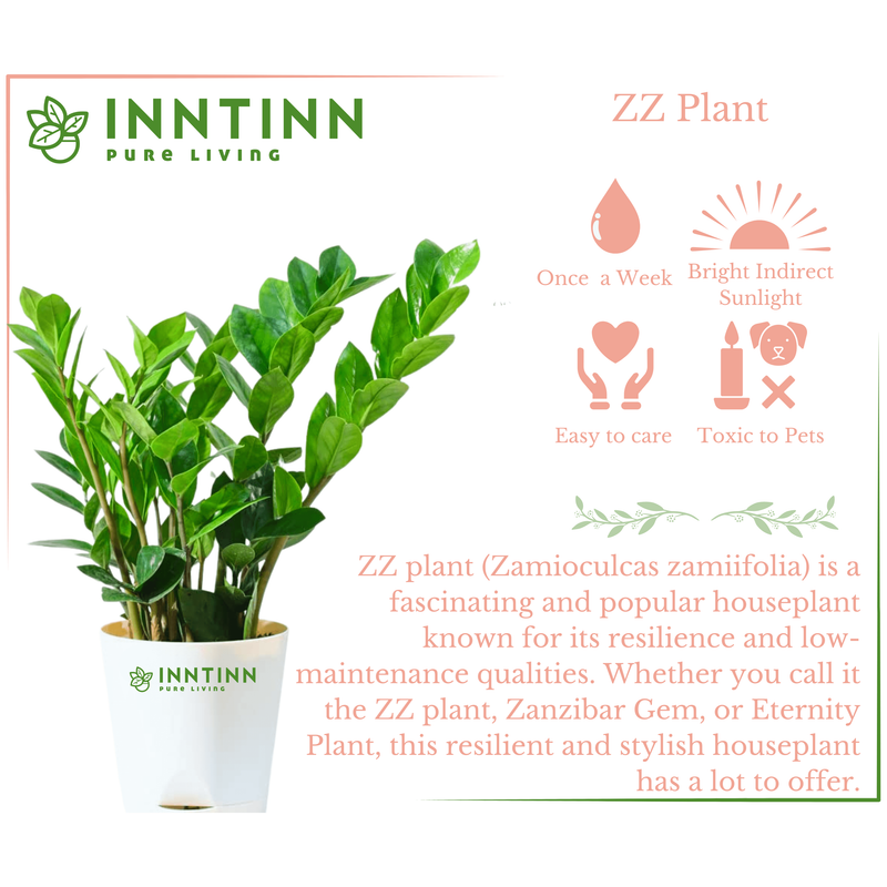 Spider Plant & ZZ Plant Bundle - Inntinn.in