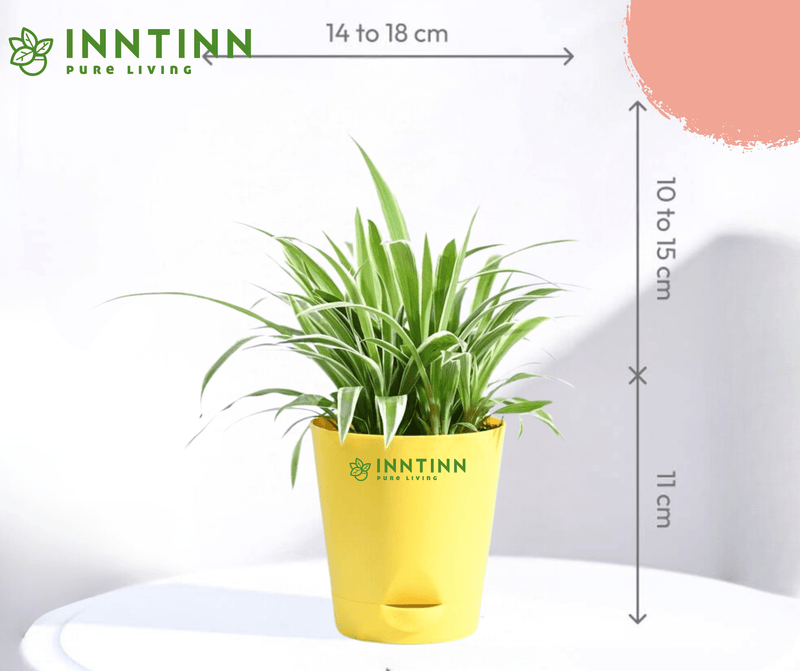 Spider Plant - Inntinn.in