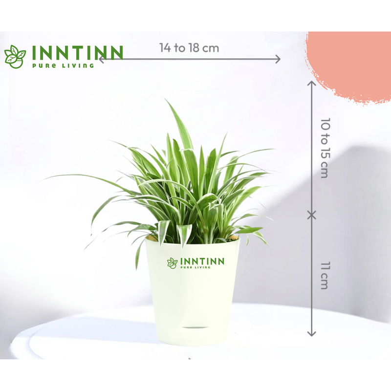 Spider Plant - Inntinn.in