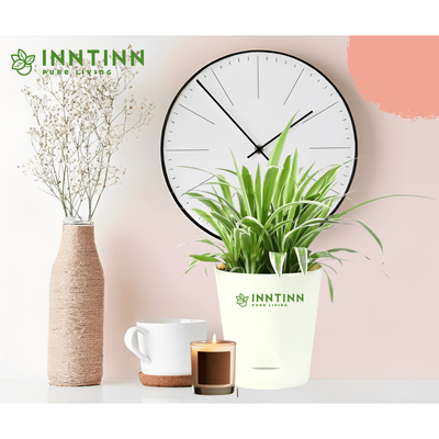 Spider Plant Medium - Inntinn.in