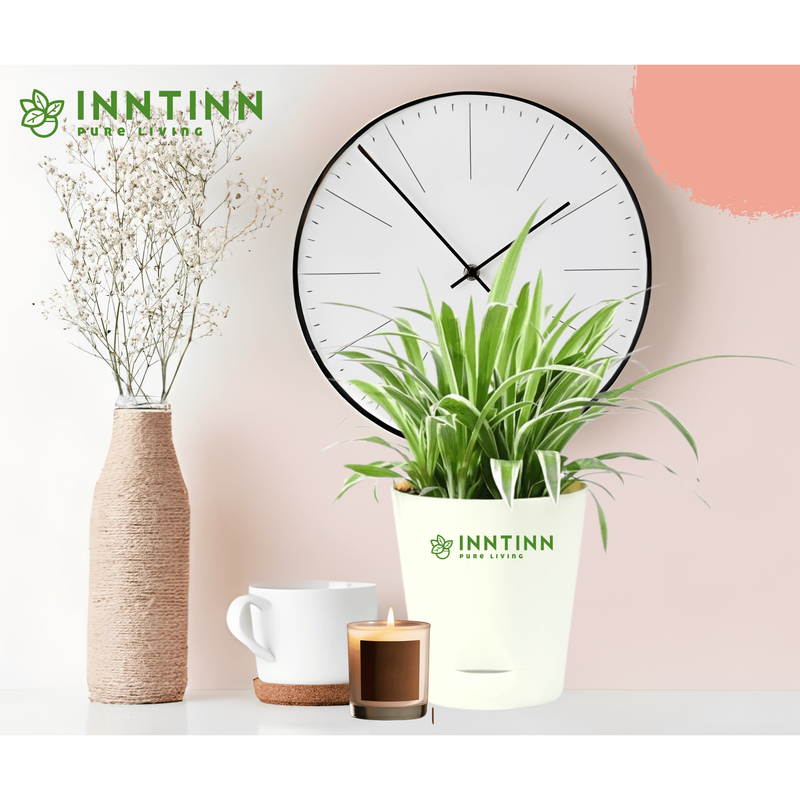 Spider Plant Medium - Inntinn.in