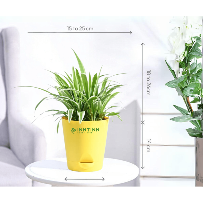 spider plant self watering pot Big Spider Plant - Large Indoor Plant | Self-Watering Pot