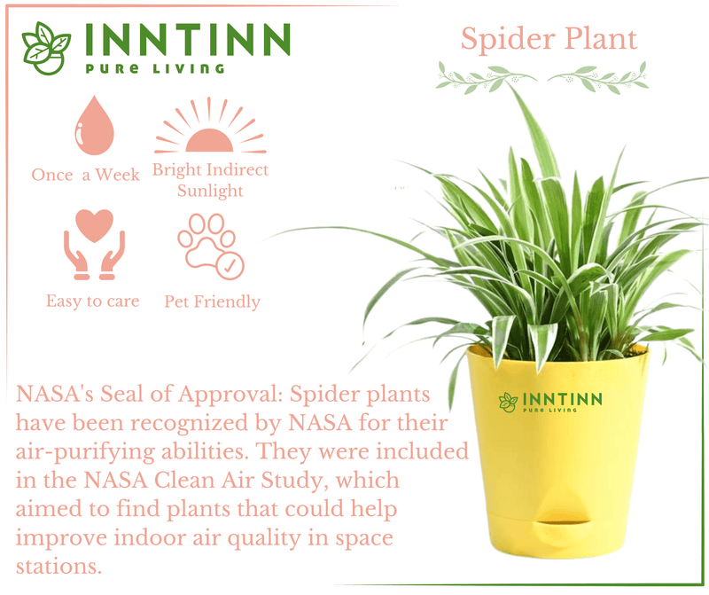 Spider Plant Medium - Inntinn.in