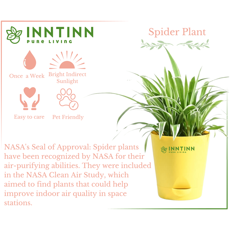 indoor spider plant benefits Big Spider Plant - Large Indoor Plant | Self-Watering Pot