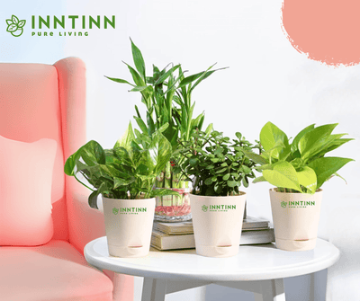 Vastu Plants Combo - Inntinn.in
