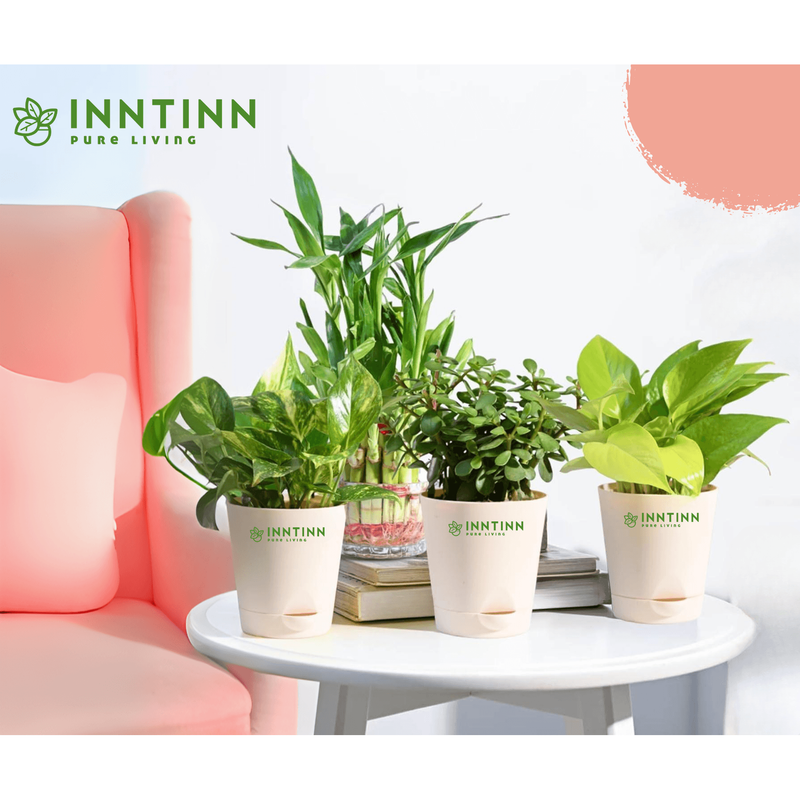 Vastu Plants Combo - Inntinn.in