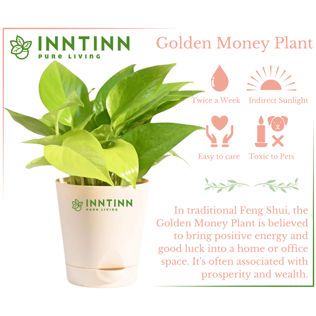 golden money plant vastu Vastu Plants Combo