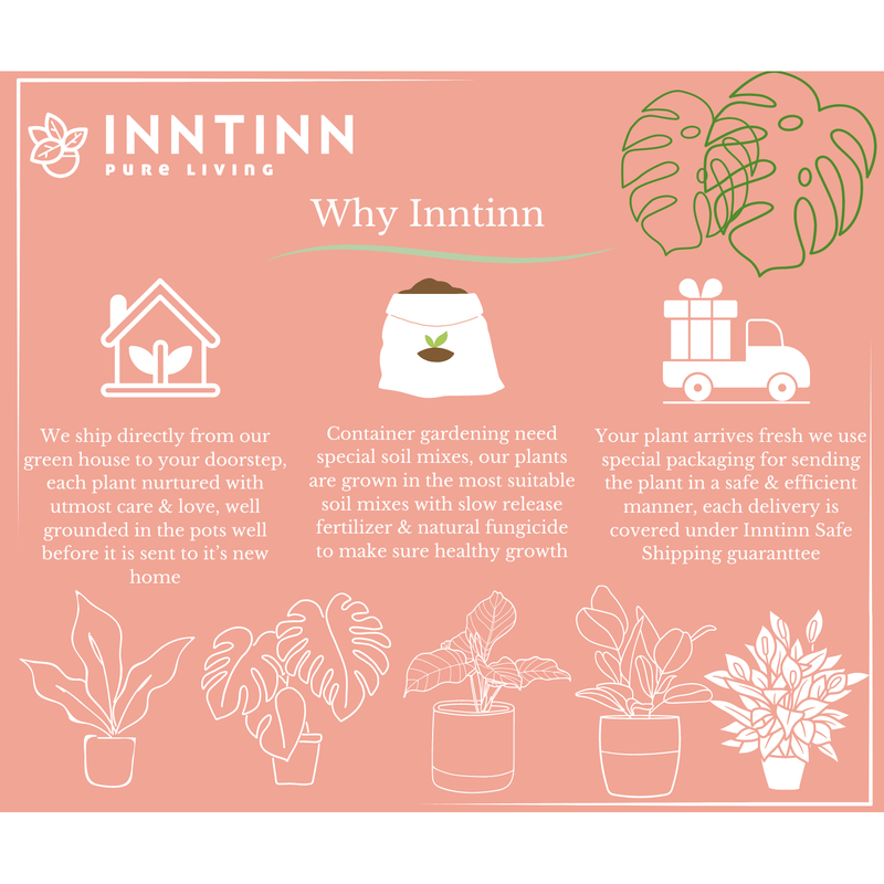 Vastu Plants Combo - Inntinn.in