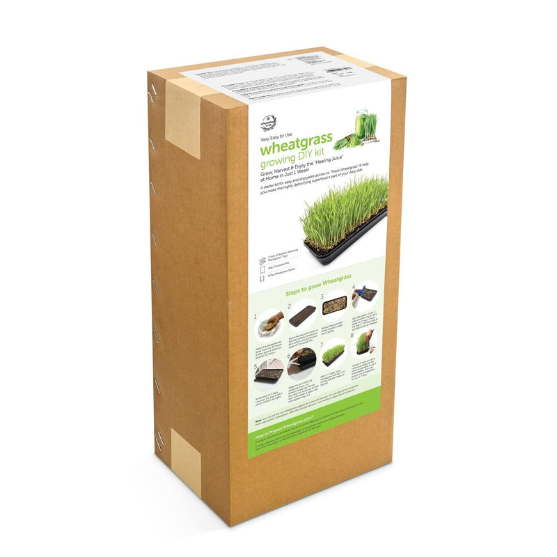 Wheatgrass DIY Grow Kit - Inntinn.in
