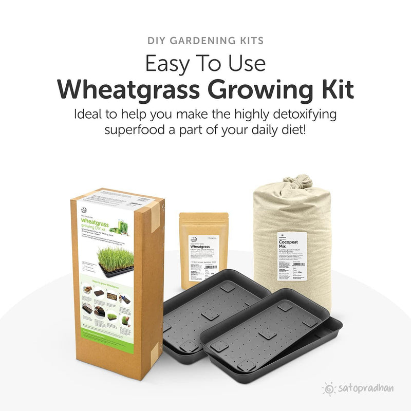 Wheatgrass DIY Grow Kit - Inntinn.in