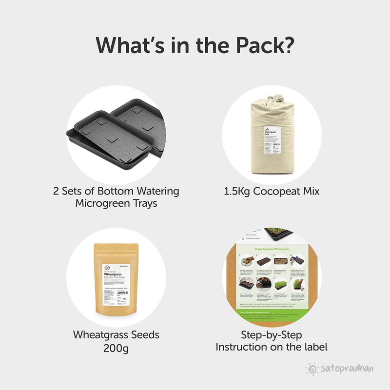 Wheatgrass DIY Grow Kit - Inntinn.in