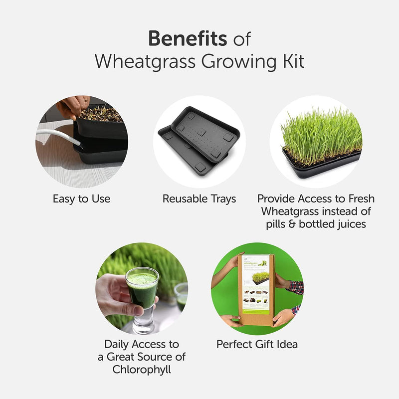 Wheatgrass DIY Grow Kit - Inntinn.in