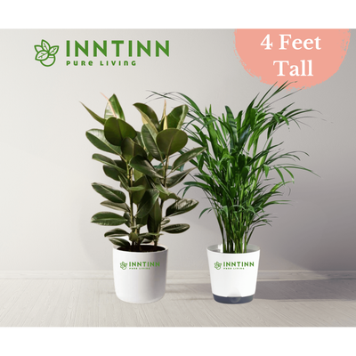 XL Corner Plants Bundle - Inntinn.in