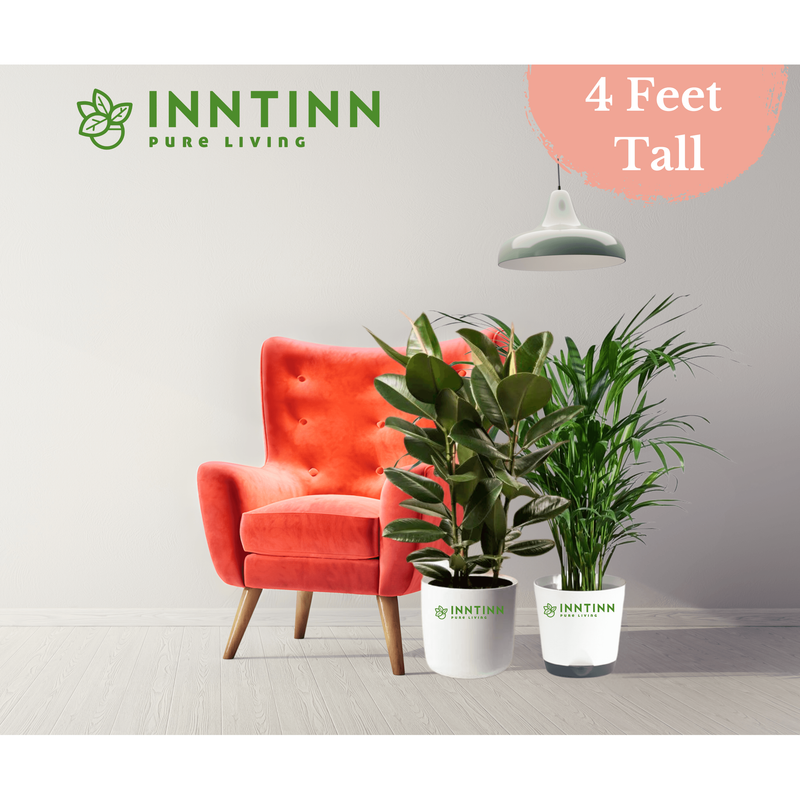 XL Corner Plants Bundle - Inntinn.in