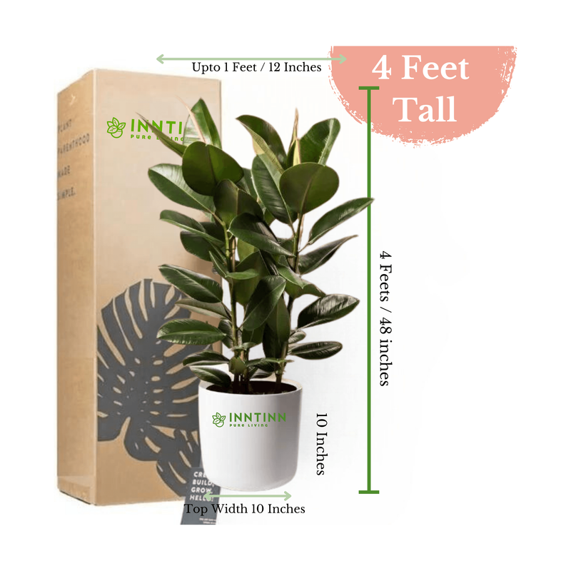 XL Corner Plants Bundle - Inntinn.in