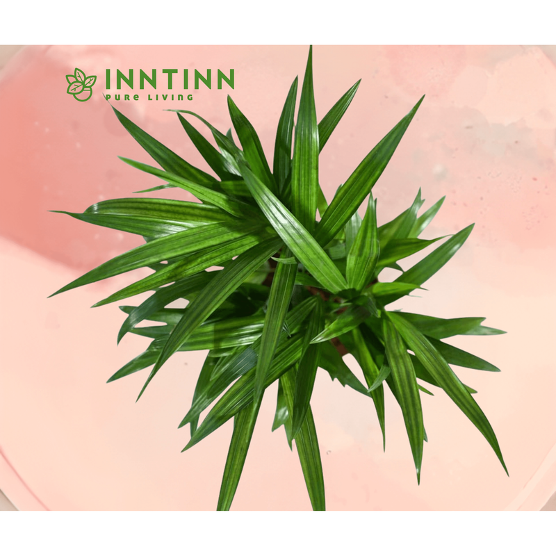 XL Corner Plants Bundle - Inntinn.in