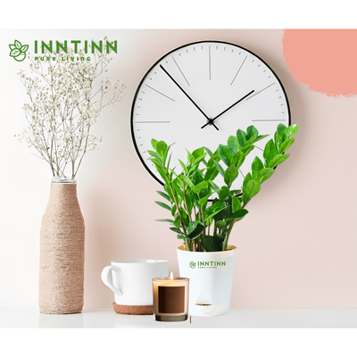 ZZ (Zamioculcas Zamiifolia) Plant - Inntinn.in
