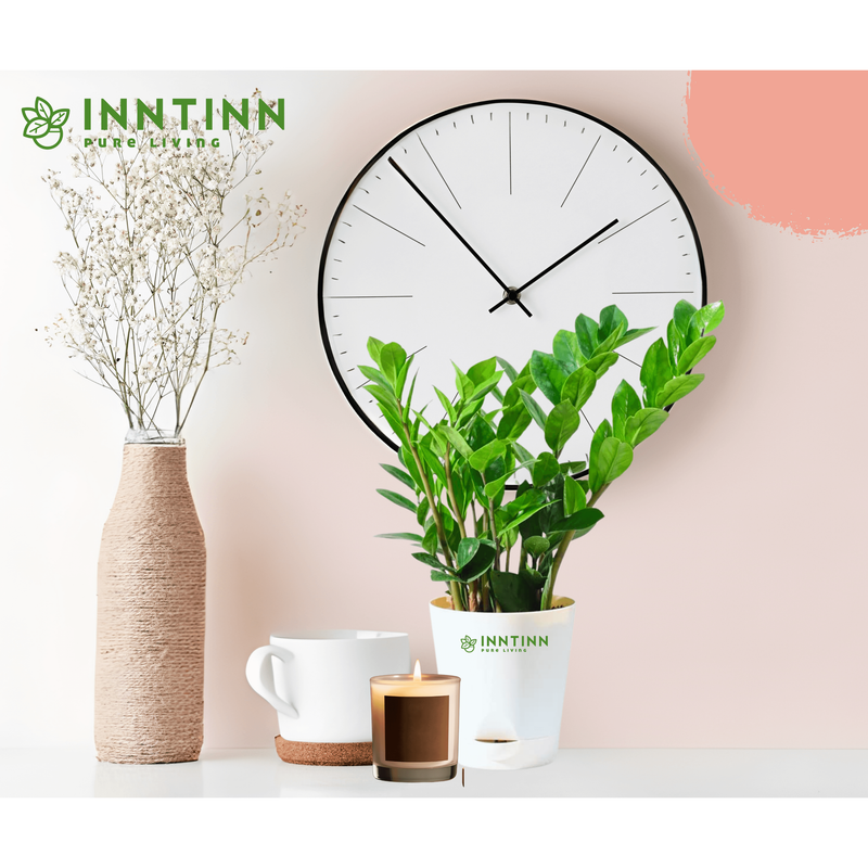ZZ (Zamioculcas Zamiifolia) Plant - Inntinn.in
