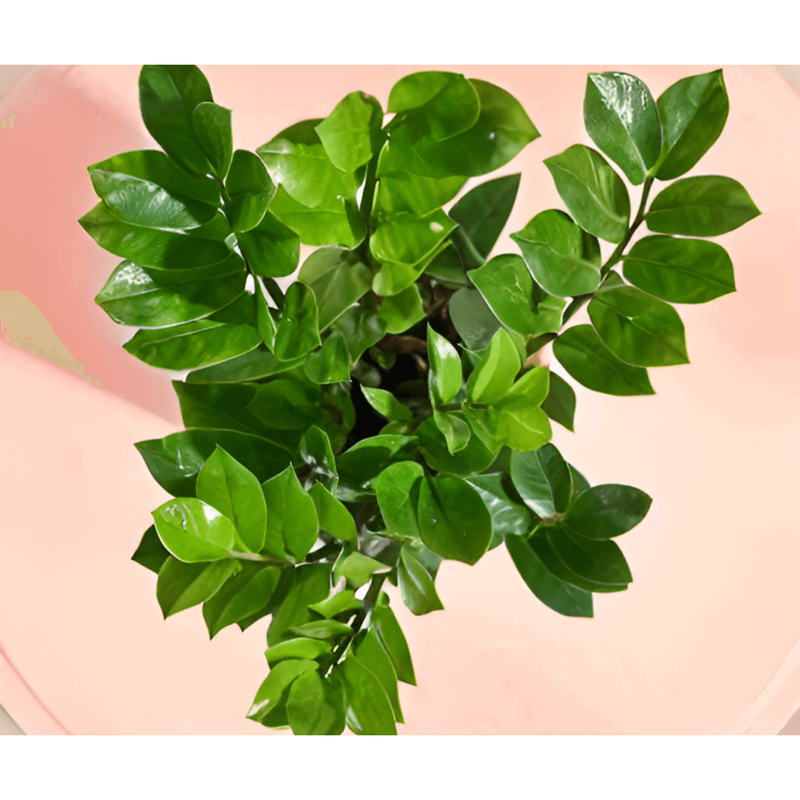 ZZ (Zamioculcas Zamiifolia) Plant - Inntinn.in
