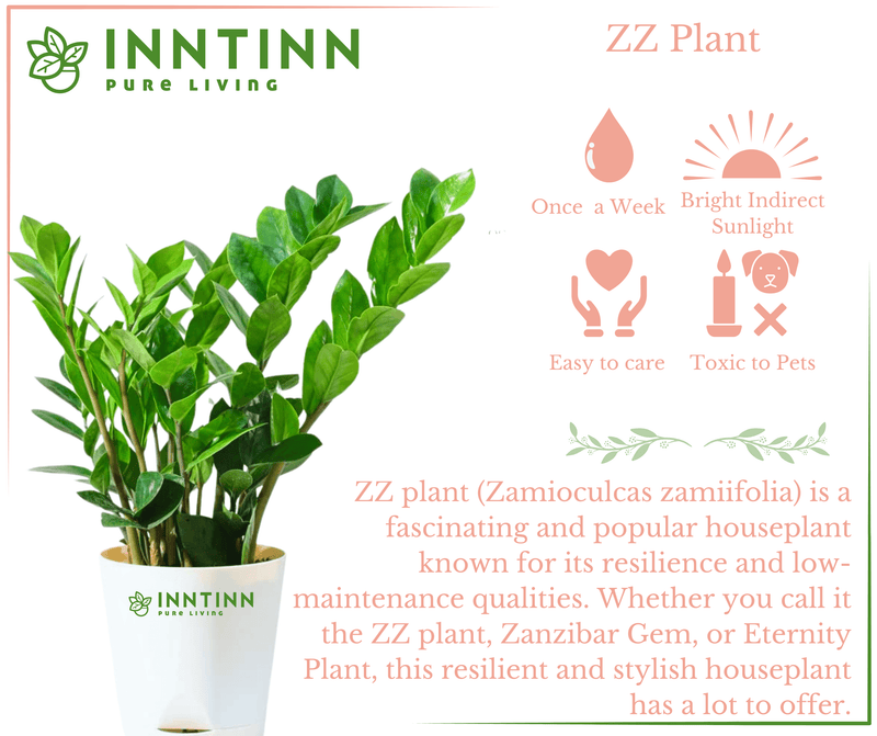 ZZ (Zamioculcas Zamiifolia) Plant - Inntinn.in