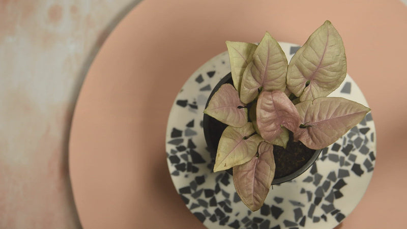 Pink Syngonium - Shop with Video