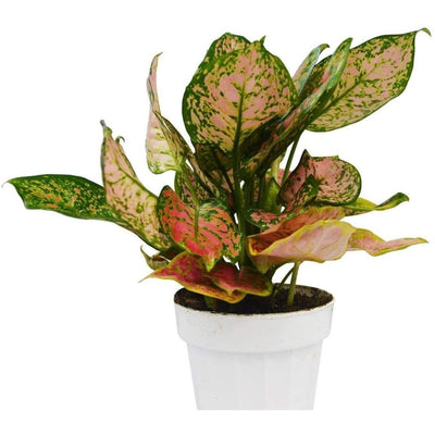 Aglaonema Lady Valentine - Inntinn.in