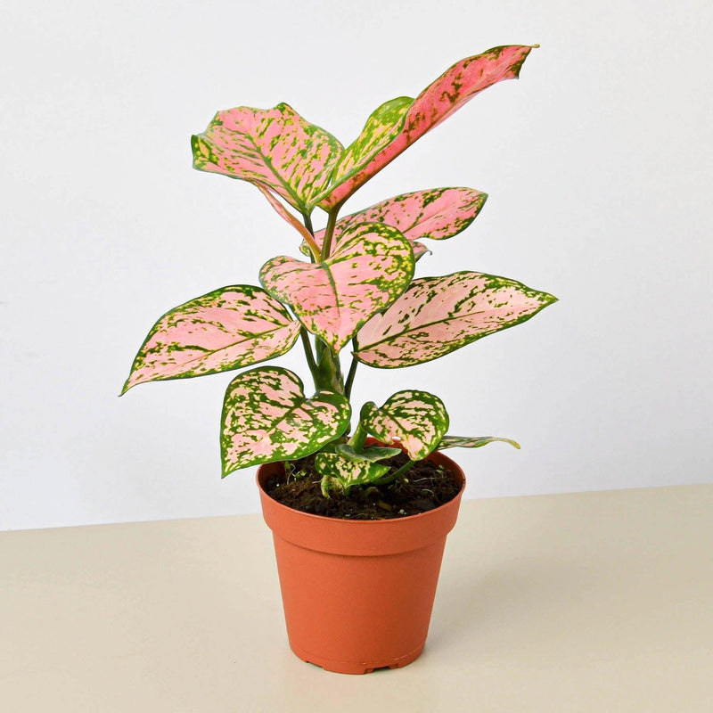Aglaonema Lady Valentine - Inntinn.in