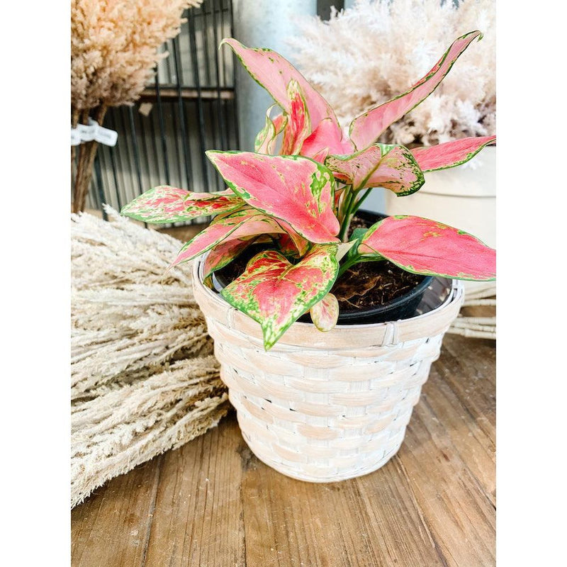 Aglaonema Lady Valentine - Inntinn.in