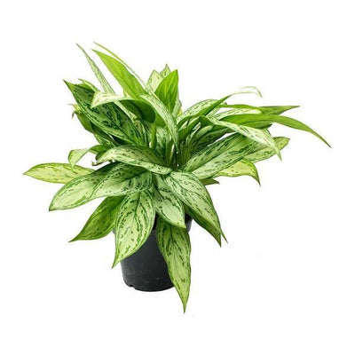 Aglaonema Silver Queen - Inntinn.in