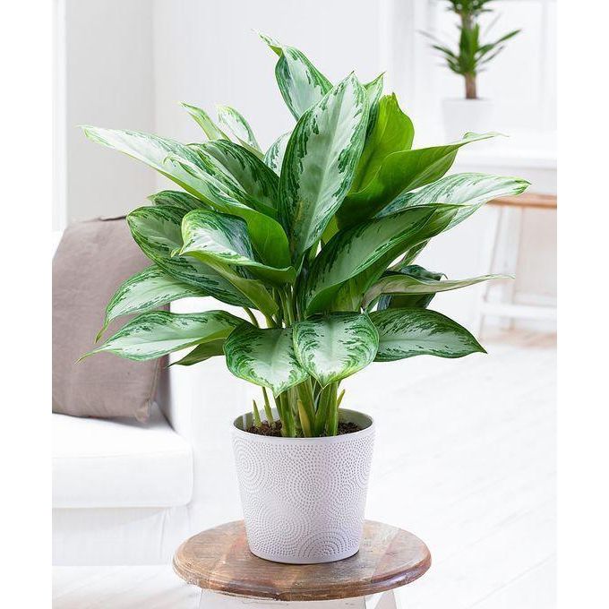 Aglaonema Silver Queen - Inntinn.in