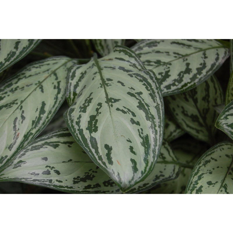 Aglaonema Silver Queen - Inntinn.in