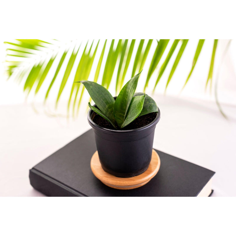Air Purifier Combo of Snake Plant & Areca Palm - Inntinn.in