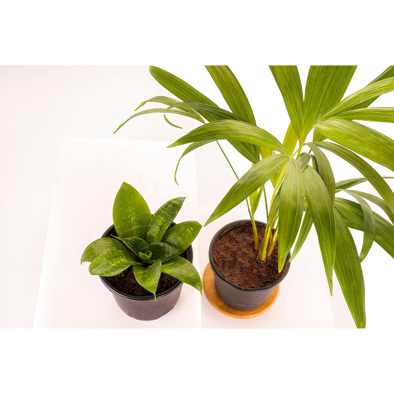 Air Purifier Combo of Snake Plant & Areca Palm - Inntinn.in